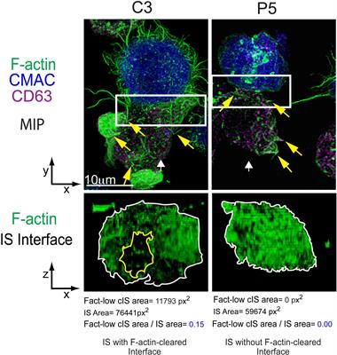 Extracellular vesicles and microvilli in the immune synapse